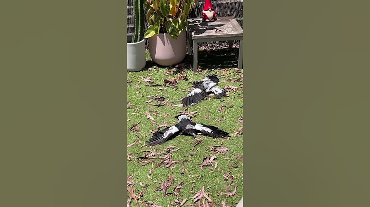 Magpies Lie Flat on the Ground For Sunbath
