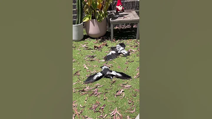 Magpies Lie Flat on the Ground For Sunbath - DayDayNews