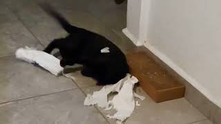 MANOUSOS MOMENTS 0002: The Shredding
