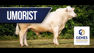 Umorist - Dans La Continuité De Son Grand-Père Meloman