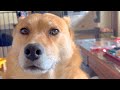 スンッとしてるオイヌ様(雑種犬)