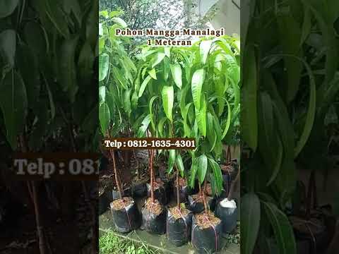 Sedia Pohon Mangga Manalagi Mudah Perawatan