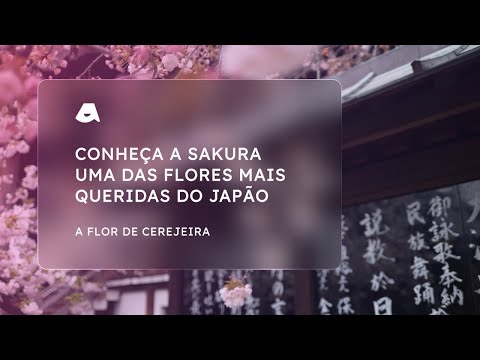 Vídeo: Quando é A Estação Da Flor De Cerejeira No Japão