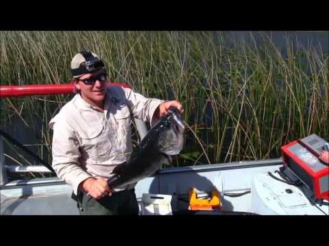 Trophy Bass Tagging Study