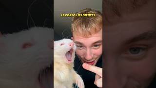 le Corto Los Dientes A Mi Hurn animal huron cuidadosdeanimal