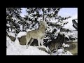 【旭山動物園 24時間ライブ配信：オオカミ】