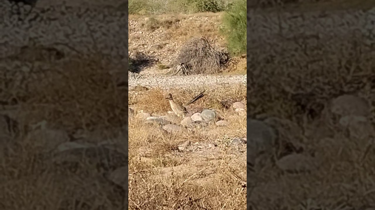 РОУДРАННЕР В МОЕМ НЕЗАКОННОМ СКРЫТОМ ЛАГЕРЕ В ФЕНИКСЕ