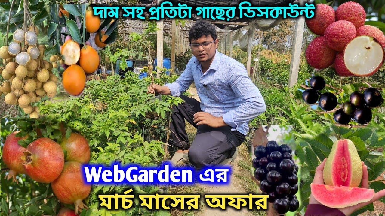 লিচু,লঙ্গন,বেদানা,পেয়ারা,জাবুটিকাবা সব গাছের ডিসকাউন্ট অফার পুরো মার্চ মাস পর্জন্ত |