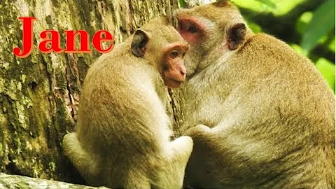 Janet hungry Janet mother . No Milk . Jane monkey ...