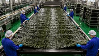 How Roasted SeaWeed Snacks are made