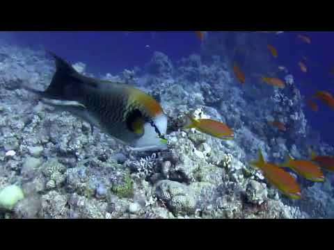 Ras Ghamila reef Sharm El Sheikh