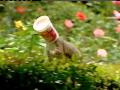 Squirrel stuck in yogurt cup