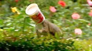 Squirrel Stuck in Yogurt Cup