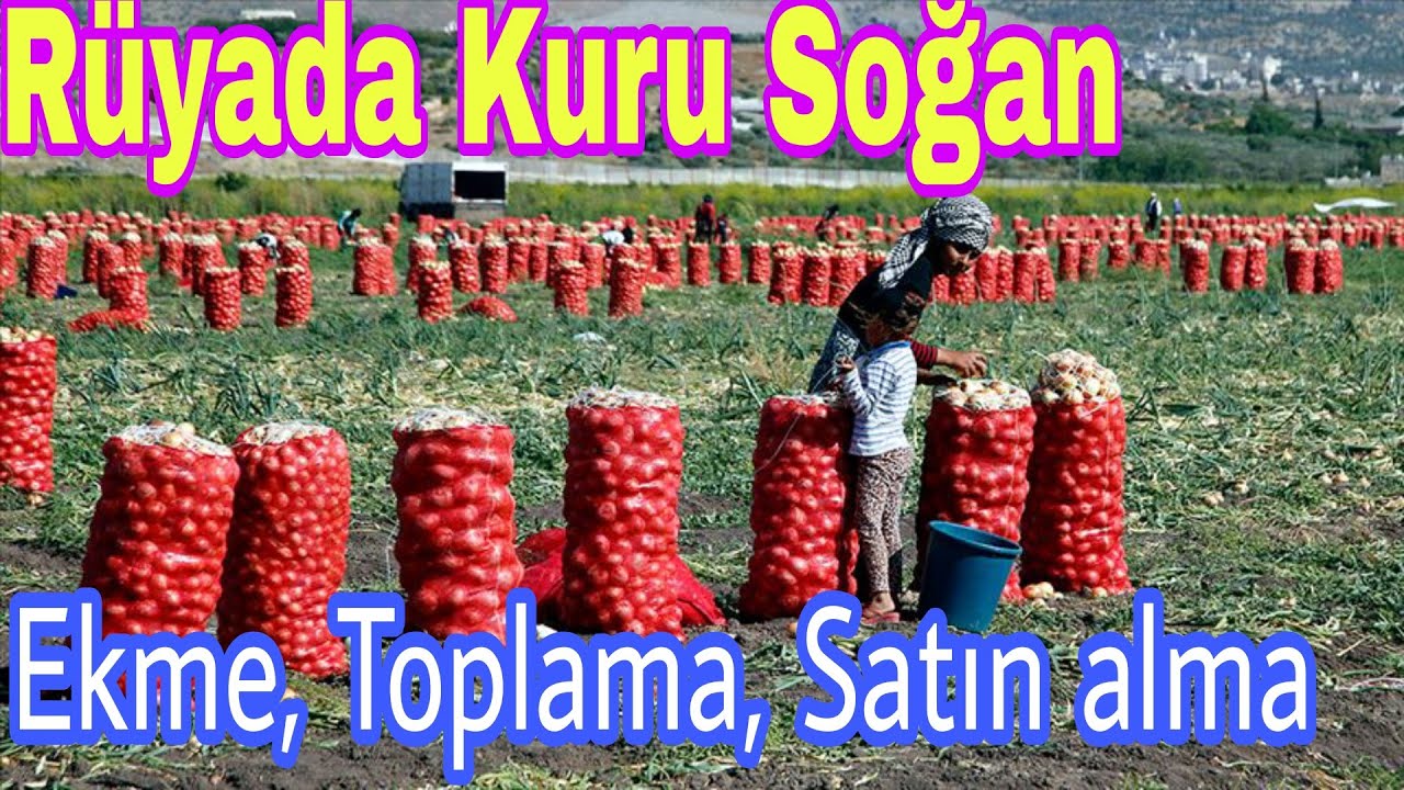 Rüyada Kuru Soğan Ekme,Toplama, Satın Alma ne anlama gelir - YouTube