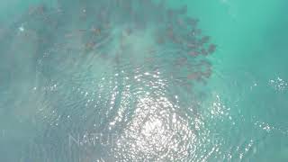 Mobula rays, sea of cortez, mexico