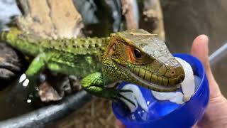 Caiman lizard enclosure! Easy way to make large custom enclosures.