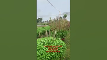 Cung Cấp Hoa Cúc Đại Đoá Tết 2023 Khu S Tư Khai D 1M 90 85 60 40 18/9/2022 ÂL