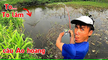 Câu cá Lóc ở Ao hoang, bất ngờ đối mặt Hàng Khủng