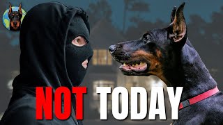 The Doberman Is A Nightmare For Intruders