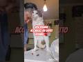 A VOLUNTEER LOOKS AFTER A DISABLED CAT ♥️ #pets #animals #funny #dogs #dog #cat #cats #shorts #smile