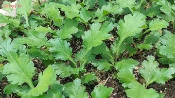 cách xứ Lý phân thuốc trước khi cắt cơi đầu cho hoa cúc pha Lê năm 2023...