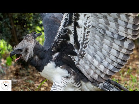 Harpy Eagle - The Majestic Sky Hunter 
