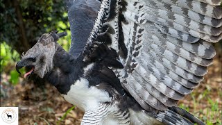 Harpy Eagle  The Majestic Sky Hunter