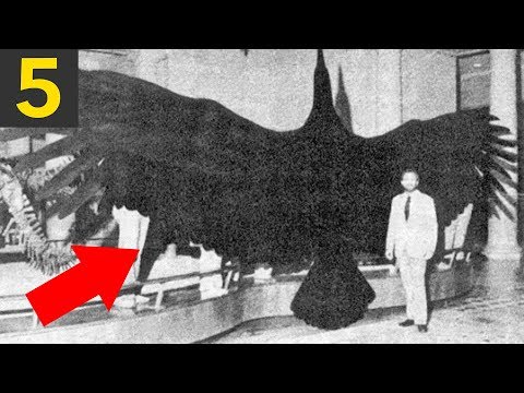 Video: The Largest Bird In History Weighed Over 700 Kg And Was Over 3 Meters Tall - Alternative View