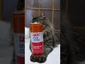 ミルクコーヒー　260520　 #cat #のせ猫 #cute　 #ミルクコーヒー #ねこ #ネコ　 #猫　 #UCC #kitty