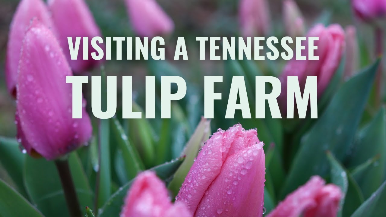 Visiting Lorenzen Farm For Tulips In Tennessee YouTube Visiting Lorenzen Farm For Tulips In Tennessee YouTube