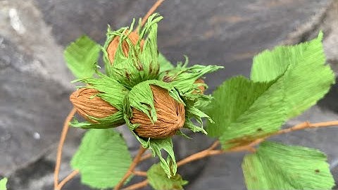 ABC TV | How To Make Hazelnut Branch With Crepe Paper - Craft Tutorial