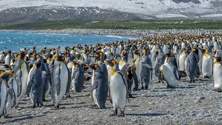 【ライブ配信】世界ペンギンの日特別トークイベント「ペンギンの世界へ飛び込もう！～南極とアドベンチャーワールドのペンギンたち～」🐧