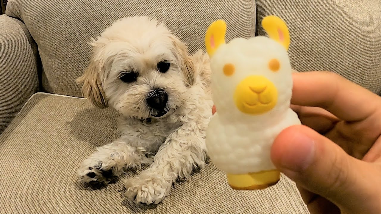 Dog VS Llama! CAN I PET THAT DOG!?!? TiK ToK Meme 2020 YouTube