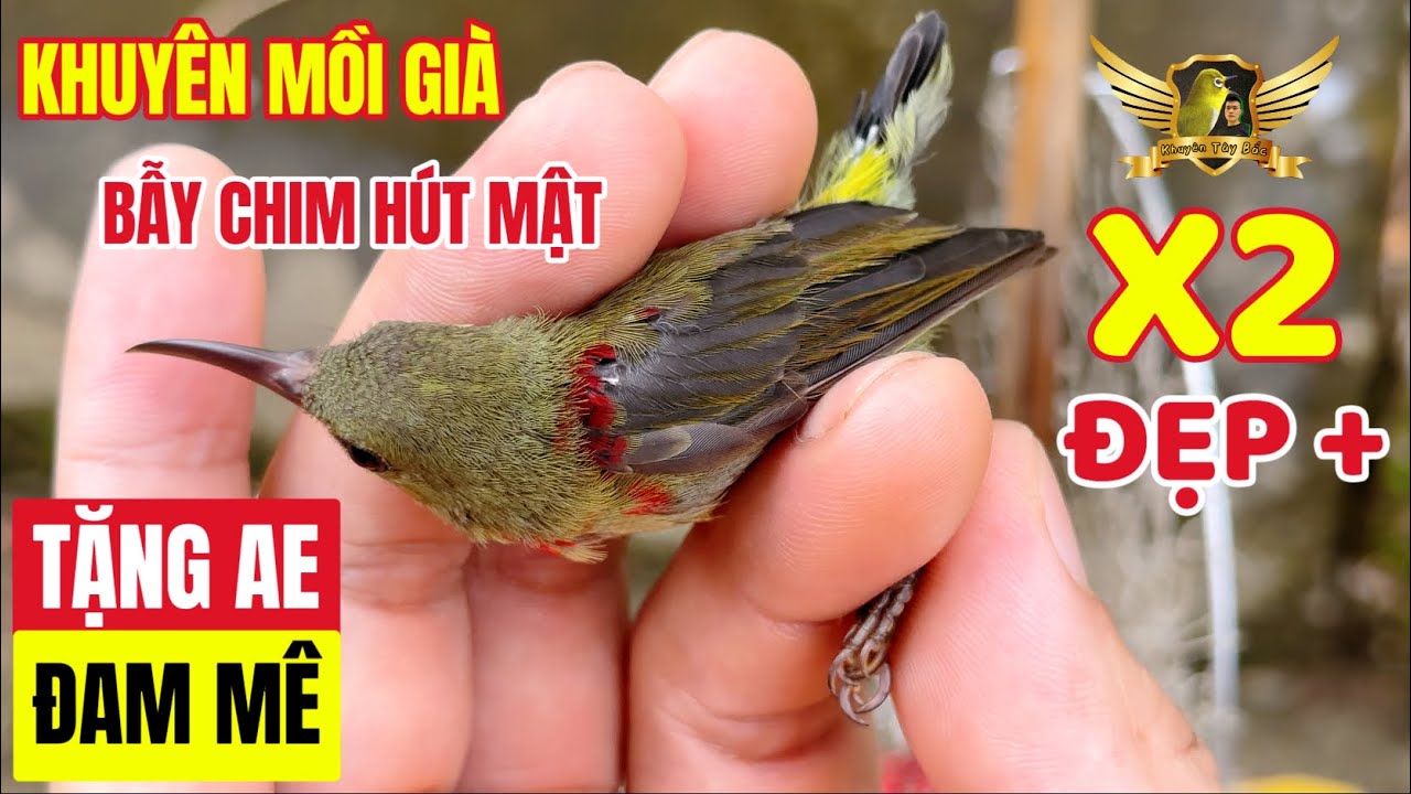 Bẫy Hút Mật Xác Pháo - Rất Nhiều Chim Đẹp Tặng Anh Em Đam Mê Nào Ở Gần Về Tự Vào Cám | KTB