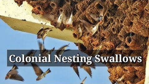 [3] Colonial nesting Swallow bird (Documentary film) on nesting Streak-throated Swallow -Bird colony
