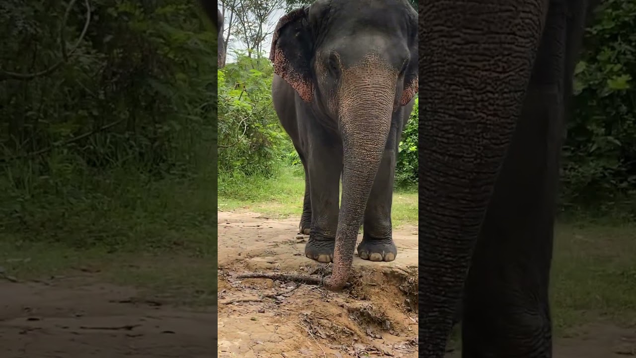 Elephant Next Step | Rescued Giants Take Their First Steps to Freedom