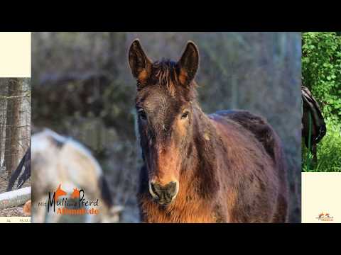 Video: Unterschied Zwischen Esel Und Maultier