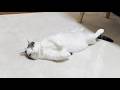 野生を知らずにぬくぬく育った猫の寝相は、なぜずっと見てられる?