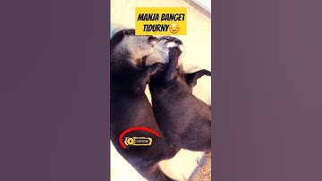 Dua berang berang ini lucu dan manja kalo lagi tidur#short