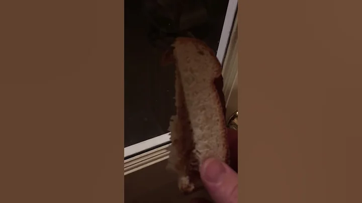 Pet Raccoon, midnight snack