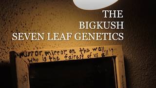 WC- WALK  THE BIGKUSH SEVEN LEAF GENETICS GARDEN  LAT 33 COASTAL CALIFORNIA