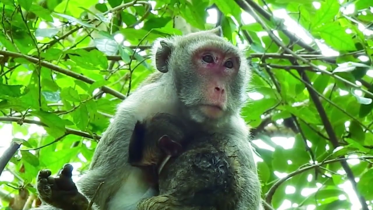 monkey, cute monkey, monkey daily life # 15 - YouTube