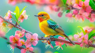Gentle music that calms the nervous system and pleases the soul 🌿 healing music for the heart #28