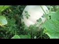 Sunday Garden update.  August 29th 2021. White pumpkins are getting massive.