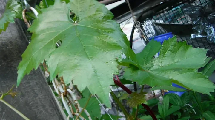 GRAPE  LEAVES info for PATRICIA NCUBE