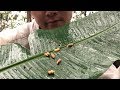 【生食】野生のゾウムシは学校給食の”アレ”の味 インドネシアで遭難#2