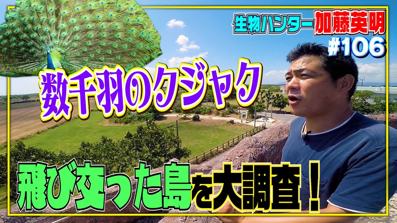 数千羽のクジャクが飛び交った島≫生物ハンター加藤英明・Japan wild hunter
