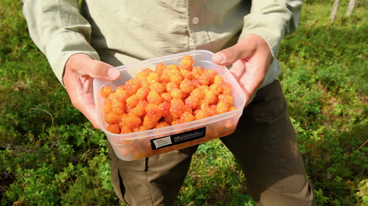 A Windy Day on the Cloudberry Bog - Hard Work and ...