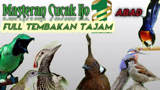 Masteran cucak ijo full tembakan kasar||masteran ijo,murai,cililin.