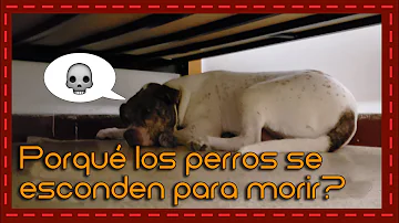 ¿Por qué los perros se arrinconan cuando están enfermos?